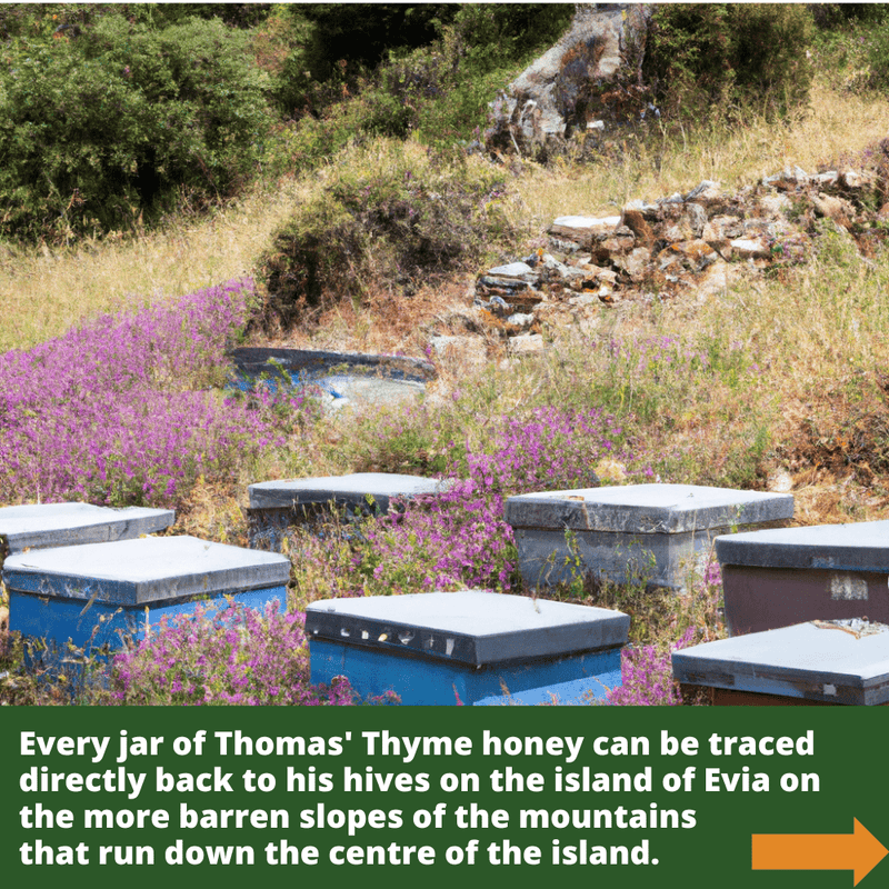 Artisan Raw Organic Greek Wild Thyme Honey  - 1kg