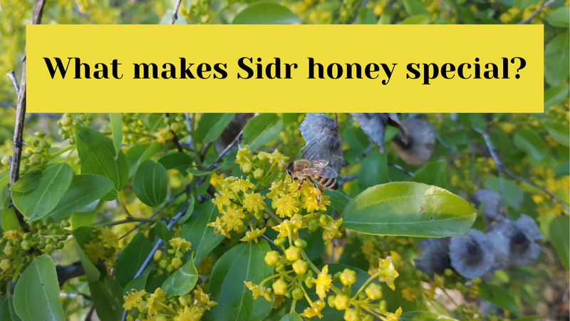 What makes Sidr Honey special?