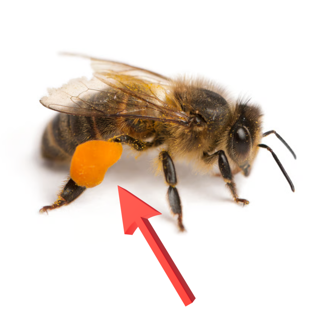 The Real Reason People Are Adding Fresh Bee Pollen to Their Diet