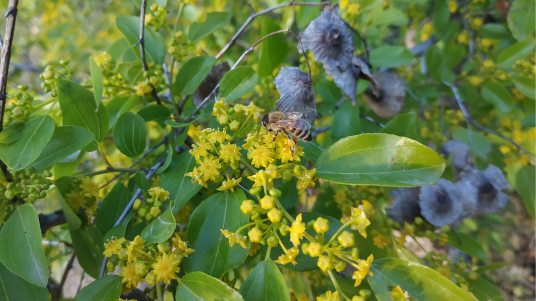 Honey bee sitting on blooming Sidr tree