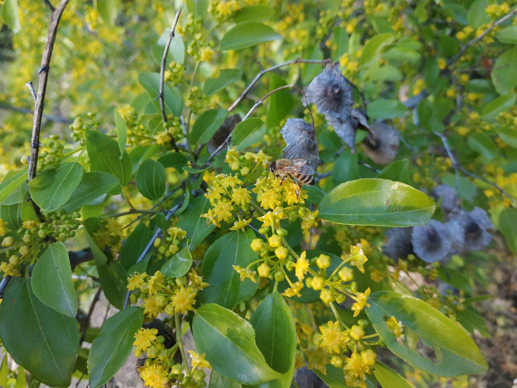 Honey bee on a flowering Sidr bush.
