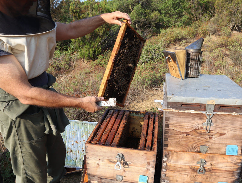 This is Tavros checking some hives on the mountain