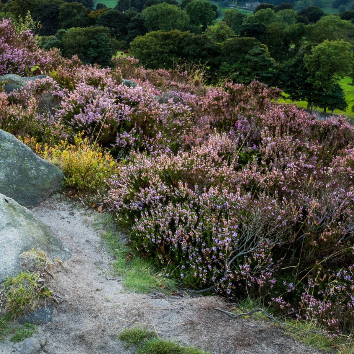 Calluna Ling Heather bushes growing over rocks.