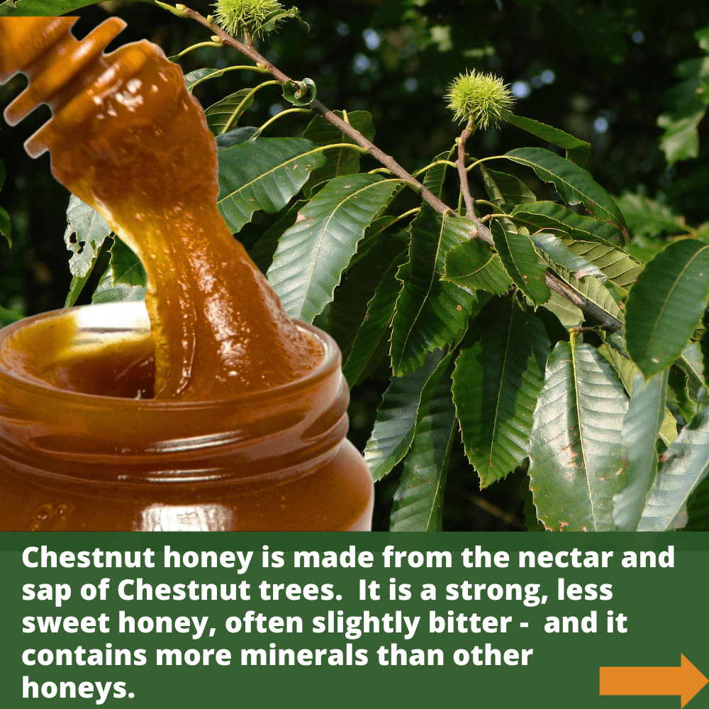 Wooden honey dipper  covered in golden coloured chestnut honey against chestnut tree leaves