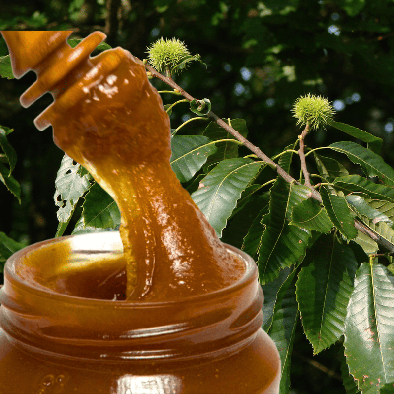 Miel de châtaignier cru crémeux - 960g - Filtré grossièrement, non pasteurisé et riche en enzymes