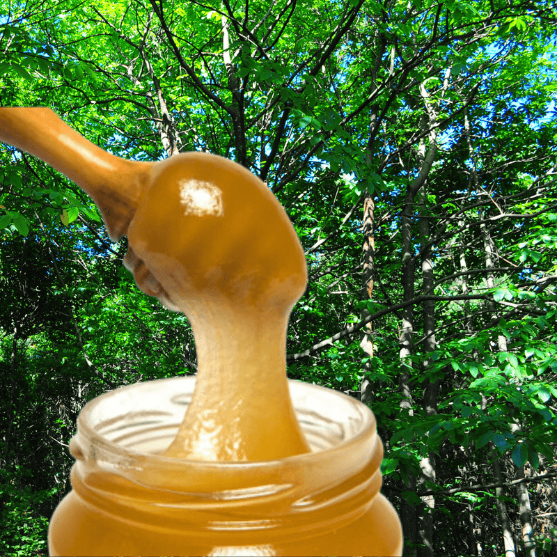 Miel Cruda de Eucalipto Crema - 500g - Filtrada gruesa, sin pasteurizar y rica en enzimas