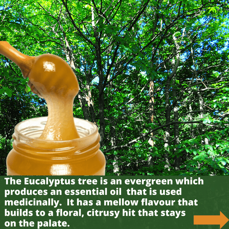 Miel de Eucalipto Orgánica Crema Cruda - 960g - Filtrada gruesa, sin pasteurizar y rica en enzimas