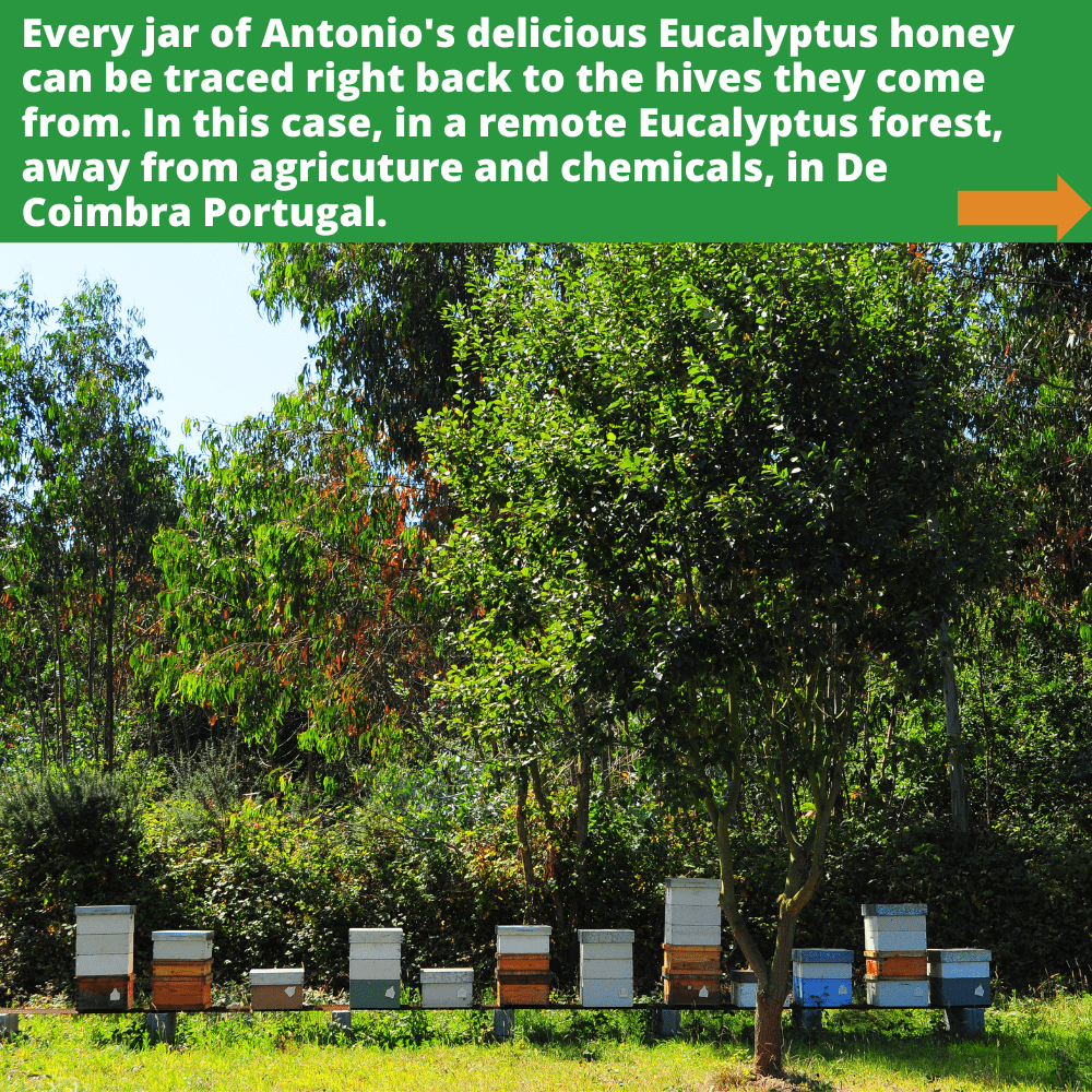 multiple bee hives in eucalyptus forest in De Coimbra Portugal
