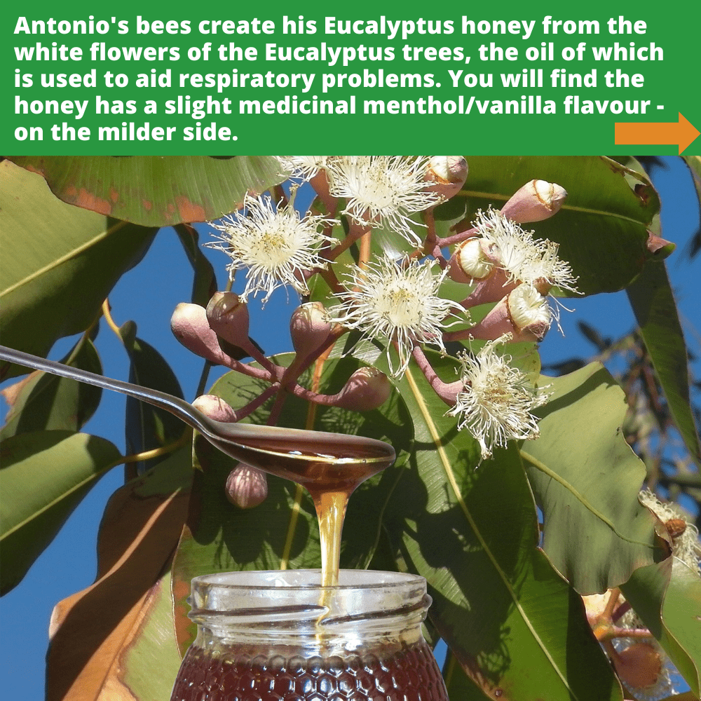 metal spoon of golden eucalyptus honey dripping into open glass honey jar, against background of eucalyptus leaves and flowers
