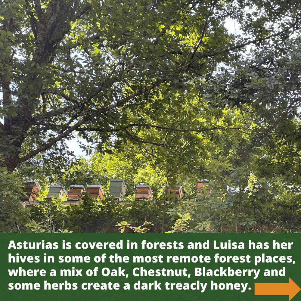 Beehives shown in remote forest setting