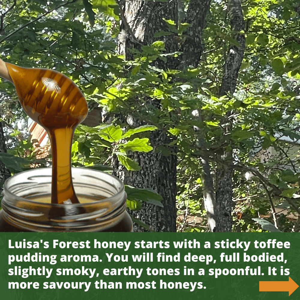 Wooden honey dipper  covered in golden coloured raw forest honey against backdrop of trees