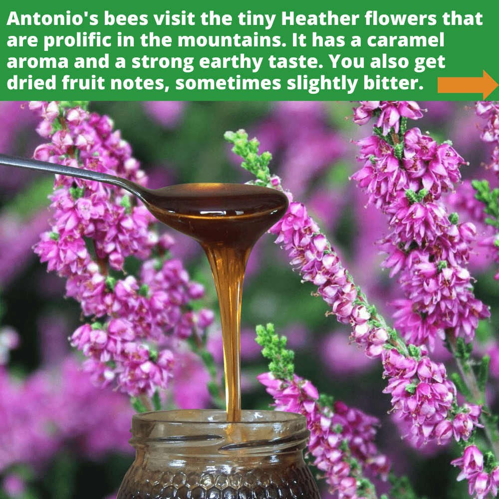 metal spoon of dark heather honey dripping into open glass honey jar, against background of heather flowers