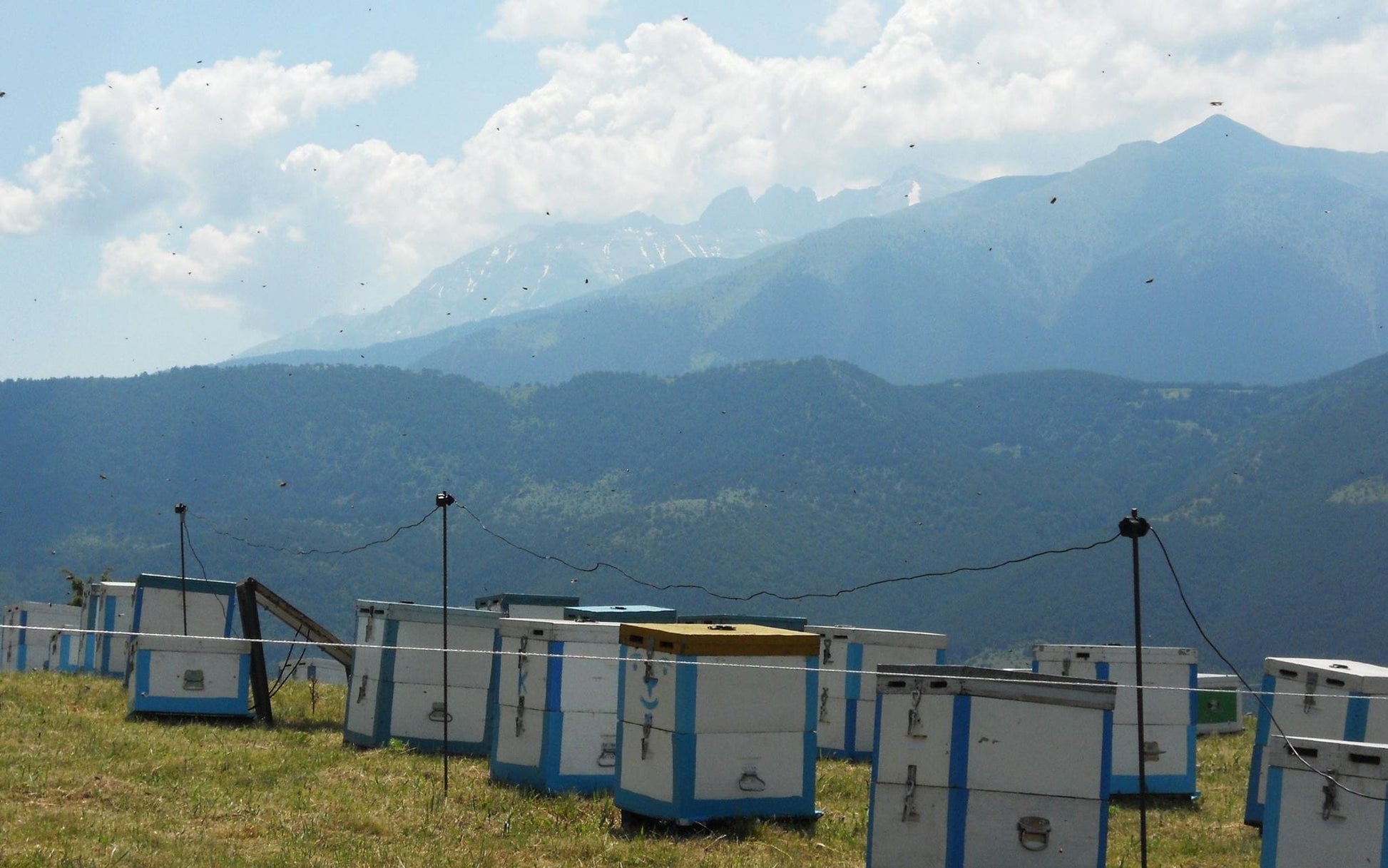 Beehives in a field with mountains in the background
