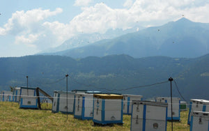 Beehives in a field with mountains in the background
