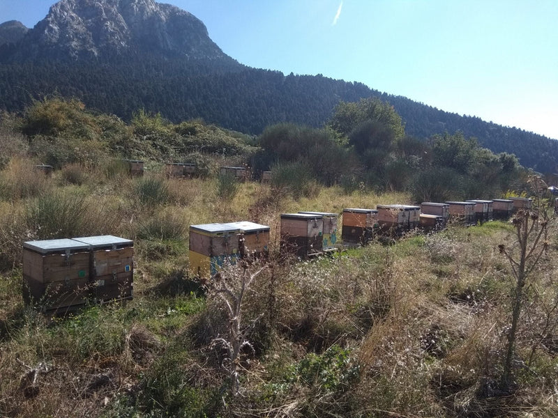 This is Tavros' hives on the mountain where the honey comes from