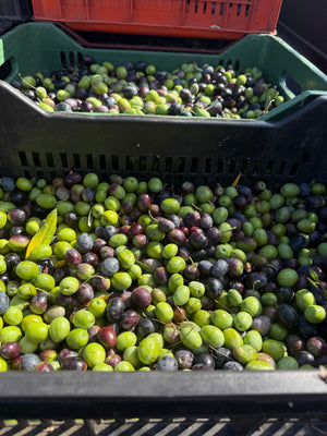 Olives from Egli's olive grove that have just been picked.
