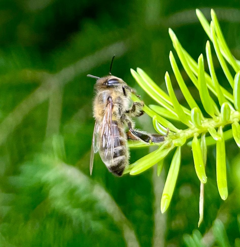 Honey bee on fir tree