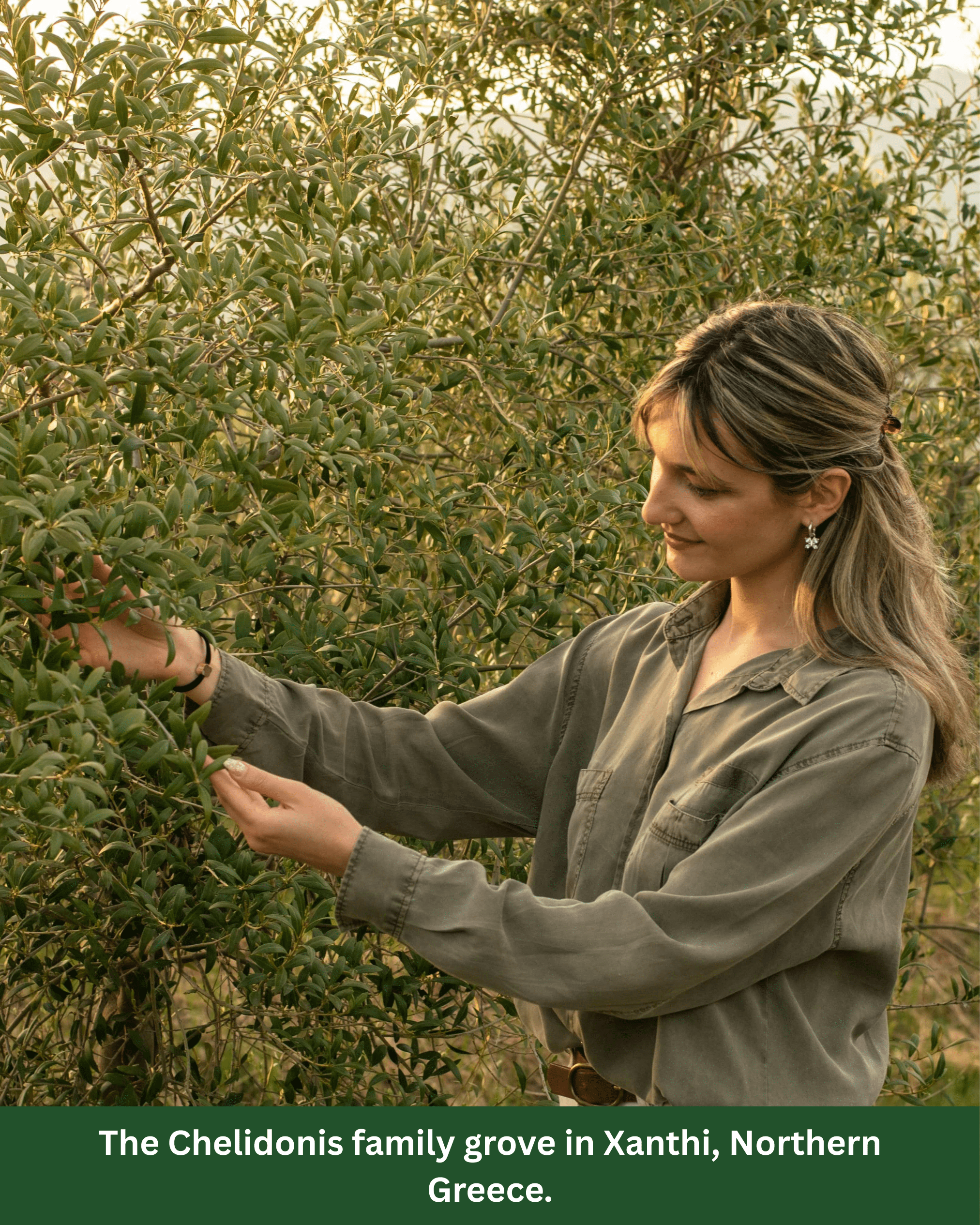 A women checking the olives in Northern Greece.