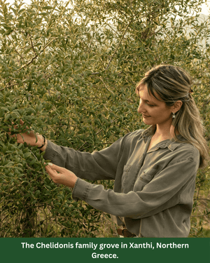 A women checking the olives in Northern Greece.