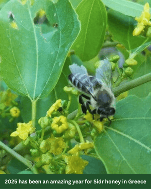A honey bee sitting a on a Sidr branch.