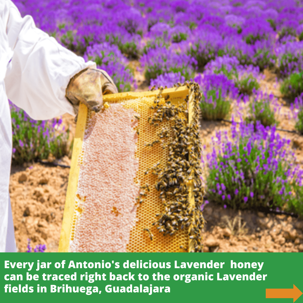 Beekeeper holding large honeycomb full of bees against backdrop of lavender plants