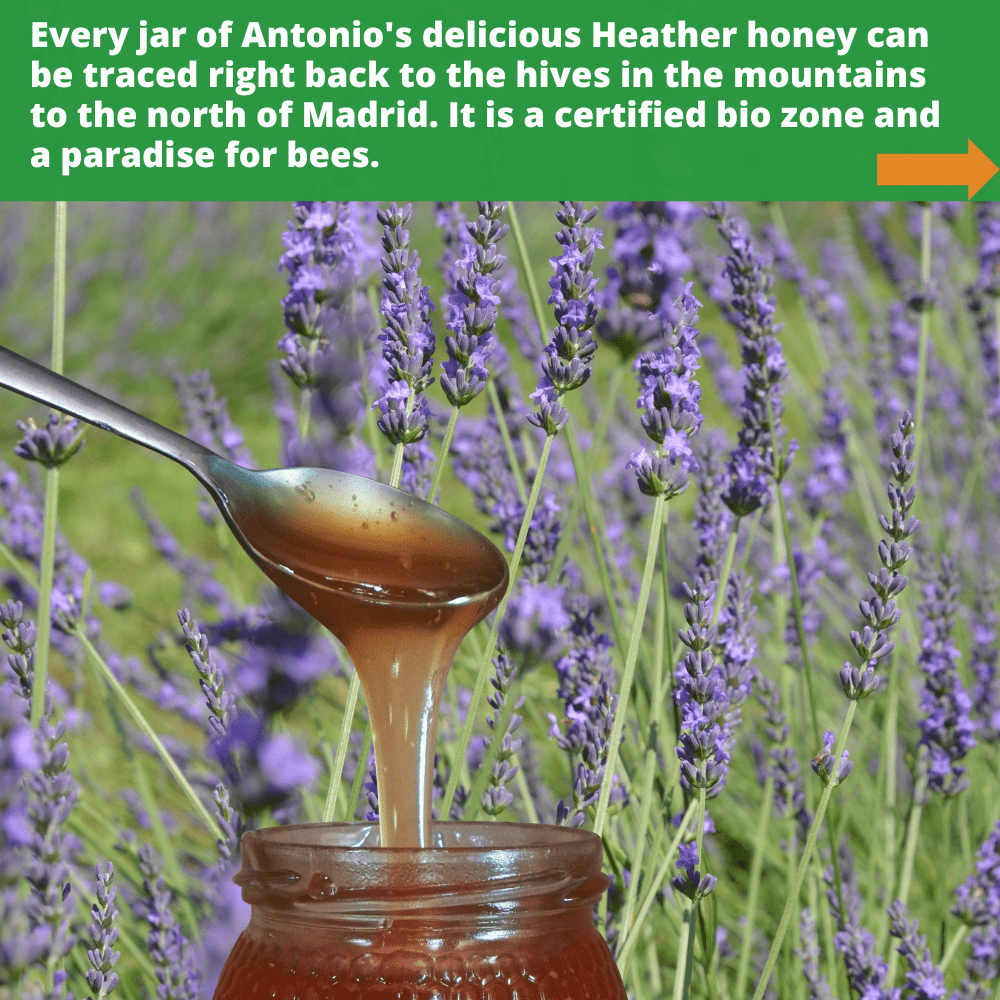 metal spoon of lavender honey dripping into open glass honey jar, against background of lavender flowers