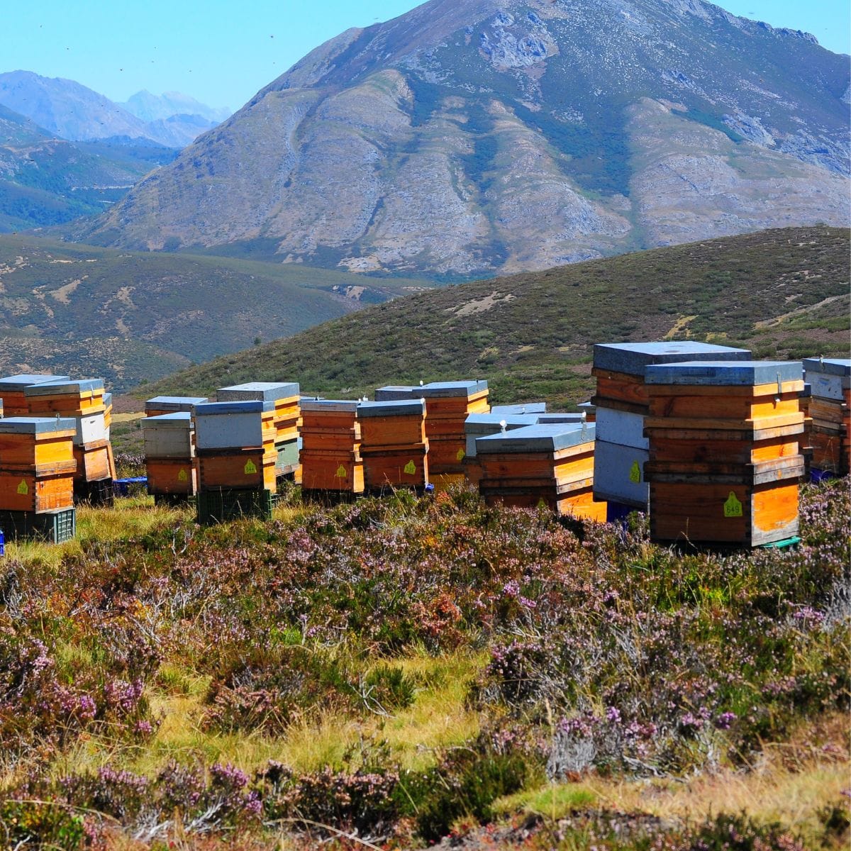Beehives in foreground with mountains in the background?