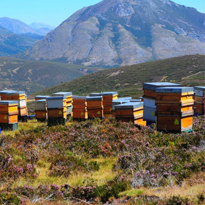 Beehives in foreground with mountains in the background?