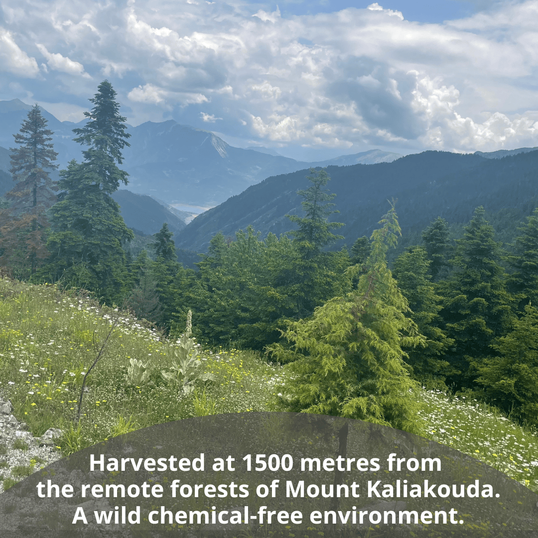 Mountain landscape with pine forests, wildflowers, and dramatic clouds, with a text overlay reading 'Harvested at 1500 metres from the remote forests of Mount Kaliakouda. A wild chemical-free environment.