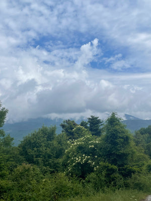 Trees to the foreground with Mount Olympus in the background covered with low cloud.