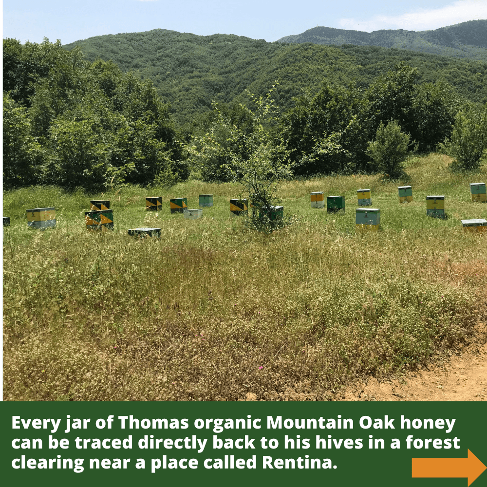 multiple bee hives in forest clearing near a place called Rentina.