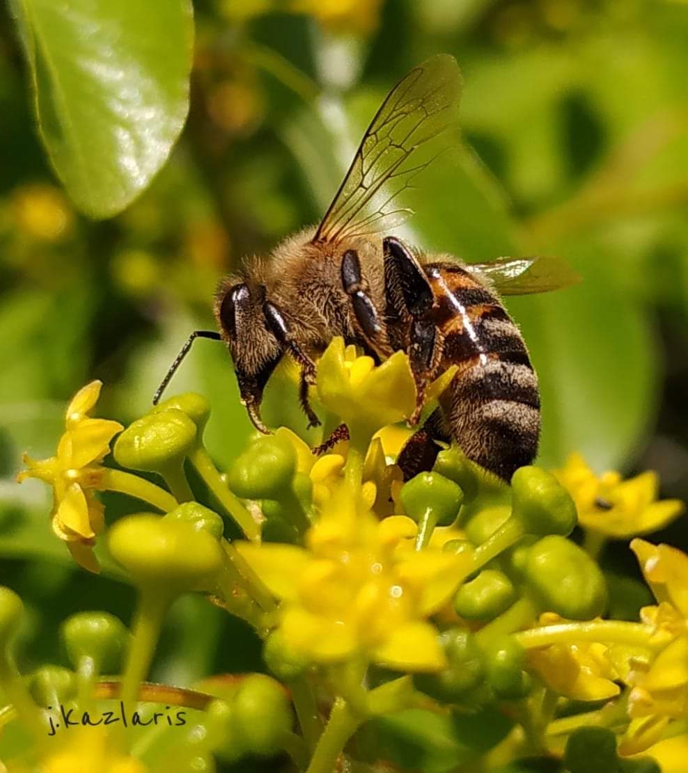 Honey bee on a yellow flower with a blurred green background