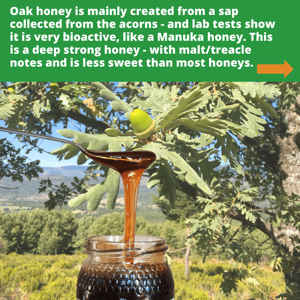 metal spoon of dark oak honey dripping into open glass honey jar, against background of oak leaves and acorns
