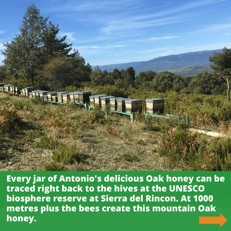 Raw Organic Oak Honey - 970g/Active 17 - with Jute Bag and Honey Dipper