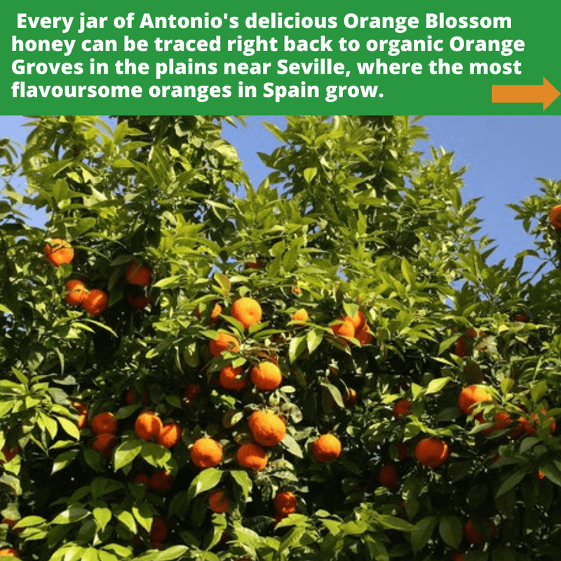 Raw Organic Orange Blossom Honey - 1kg - Certified Organic
