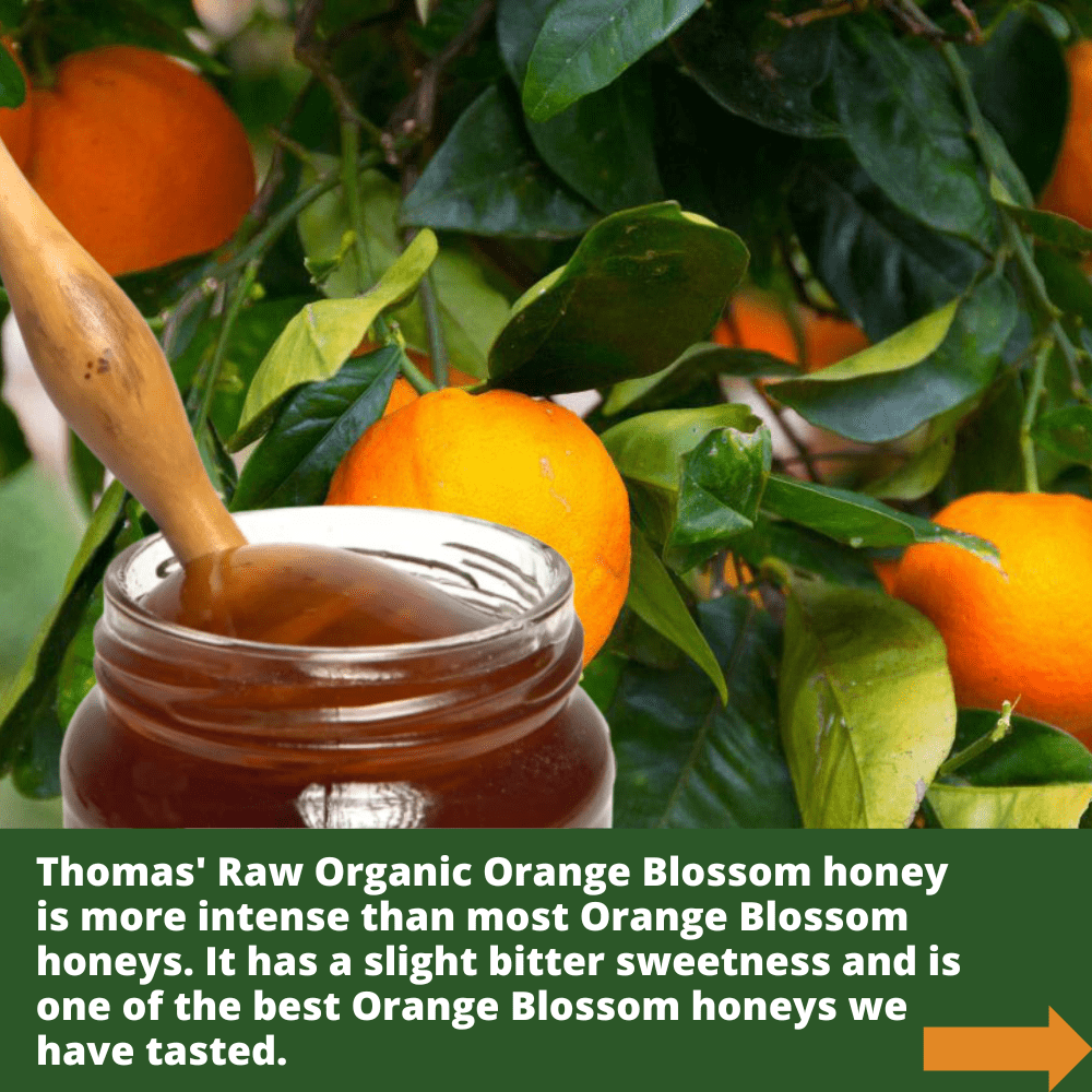 Wooden honey dipper  covered in golden coloured Greek orange blossom honey against oranges on tree.