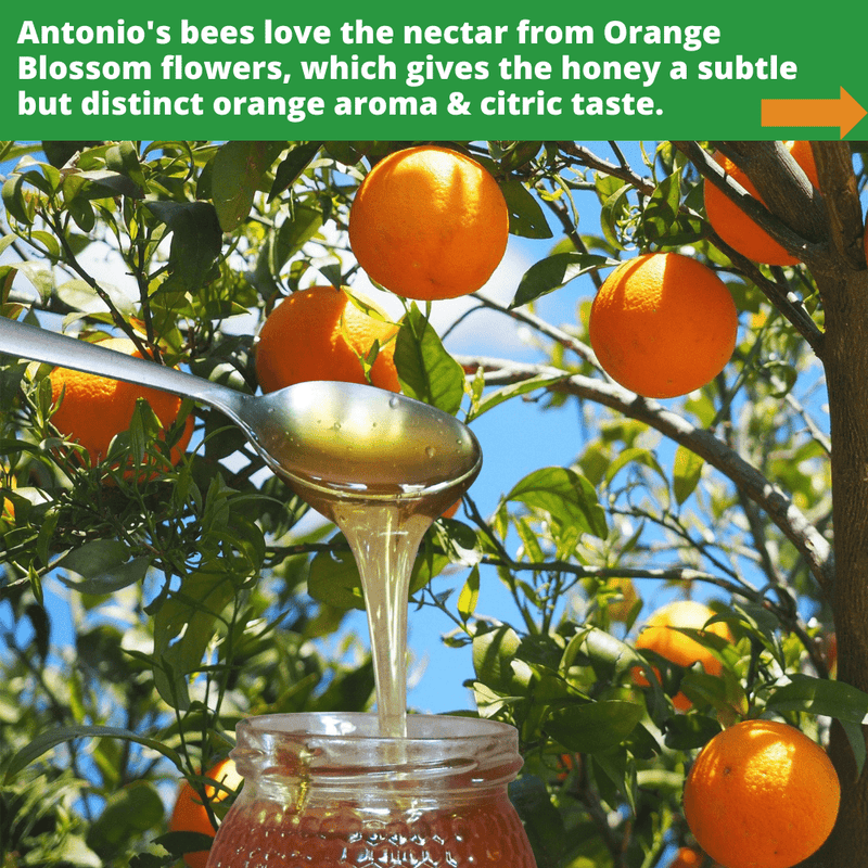 Rå økologisk appelsinblomsthonning - 1 kg