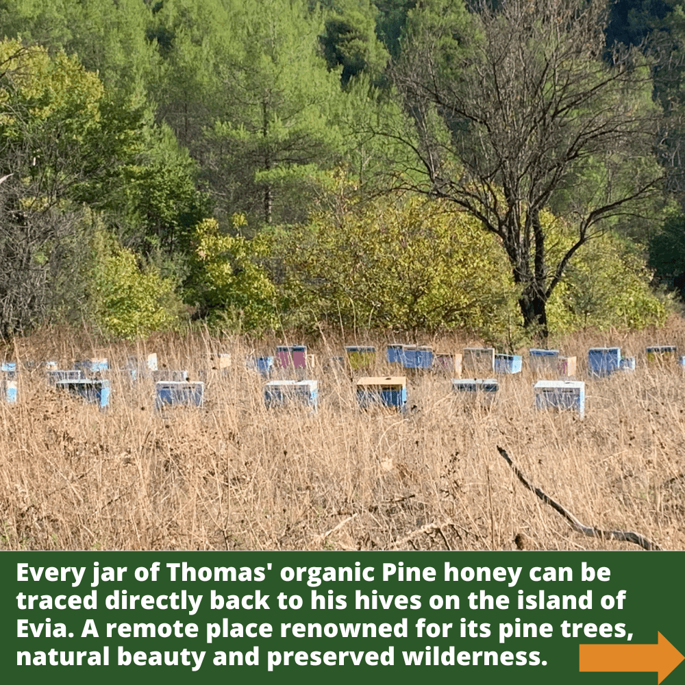 Multiple bee hives wih pine trees in background.