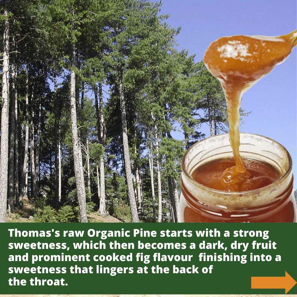 Spoon covered in golden coloured raw orgainic pine honey with pine trees in the background.