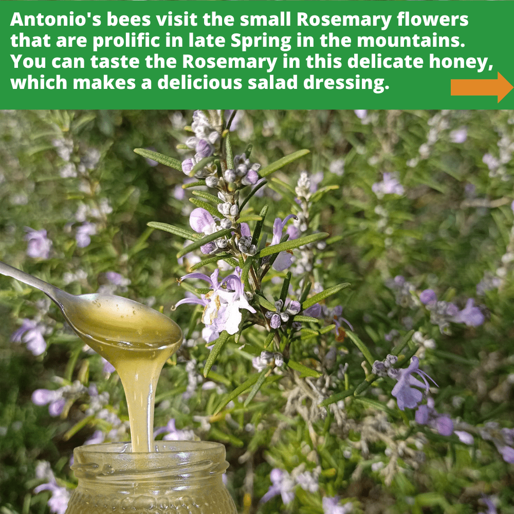 metal spoon of pale rosemary honey dripping into open glass honey jar, against background of rosemary flowers