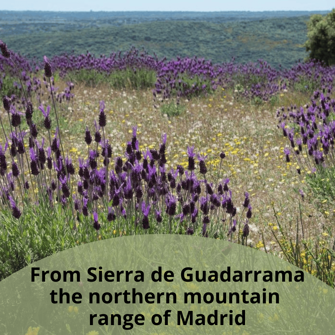 Wild lavender in the foreground with the mountains of the Sierra de Guadarrama in the background.