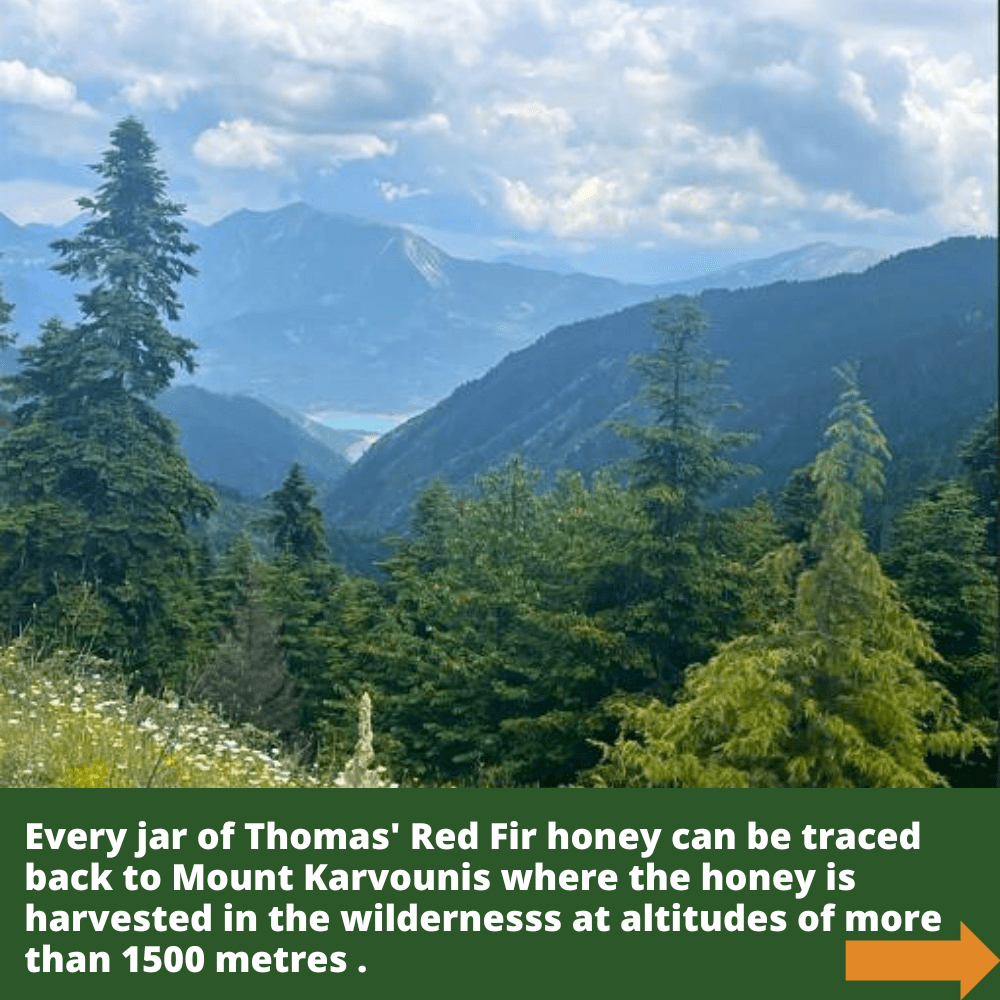 Mount Karvounis with fir trees in foreground.