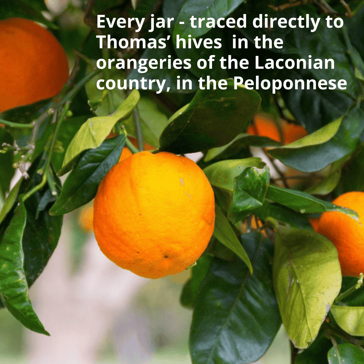 A close-up photo of a ripe orange hanging on a tree branch with green leaves, overlaid with white text that reads, 'Every jar - traced directly to Thomas' hives in the orangeries of the Laconian country, in the Peloponnese'.