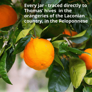 A close-up photo of a ripe orange hanging on a tree branch with green leaves, overlaid with white text that reads, 'Every jar - traced directly to Thomas' hives in the orangeries of the Laconian country, in the Peloponnese'.
