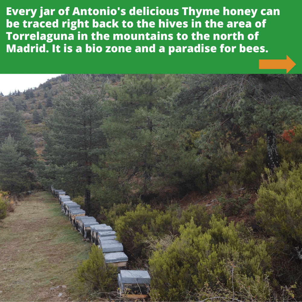 multiple bee hives amongst trees in the area of Torrelaguna in the mountains to the north of Madrid