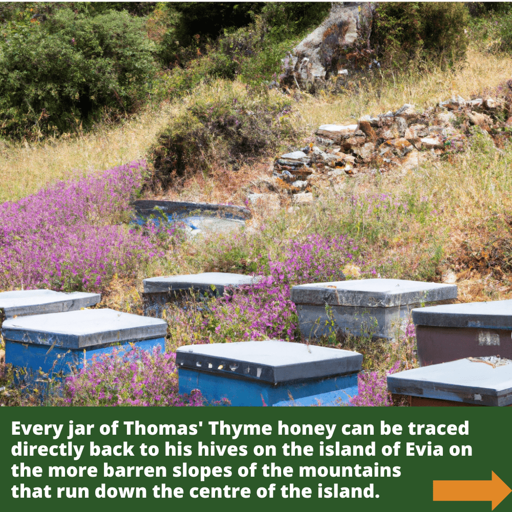Beehives surronded by thyme plants on the island of Evia.
