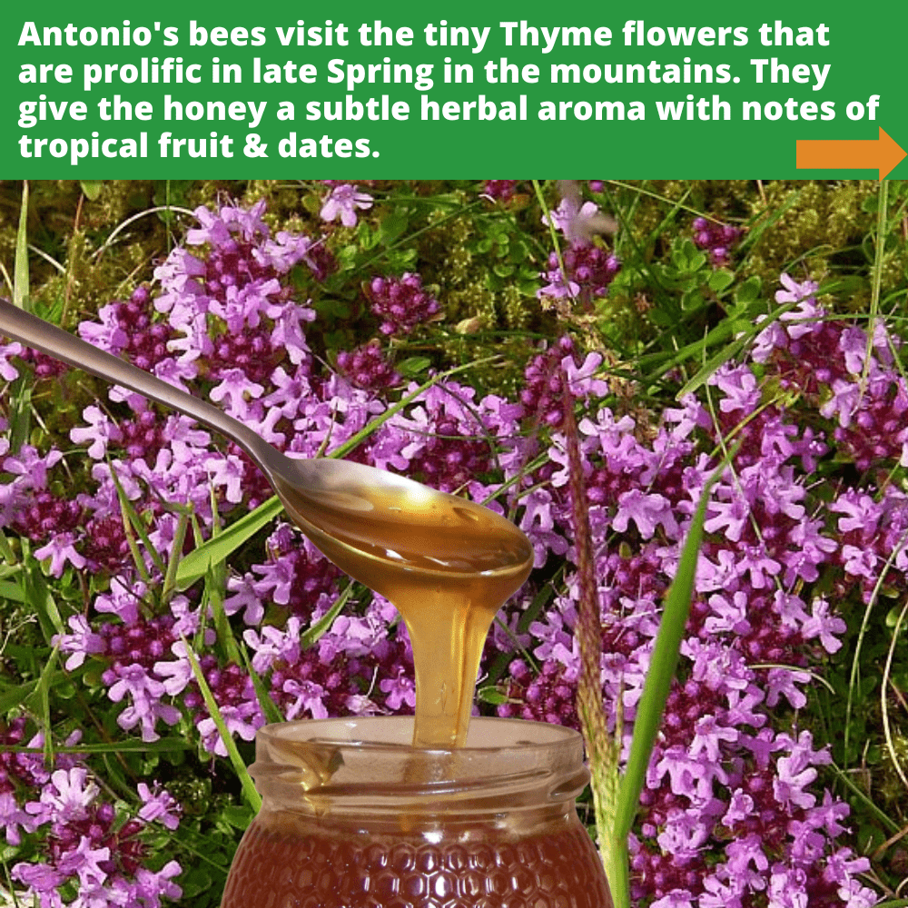 metal spoon of golden coloured thyme honey dripping into open glass honey jar, against background of thyme flowers