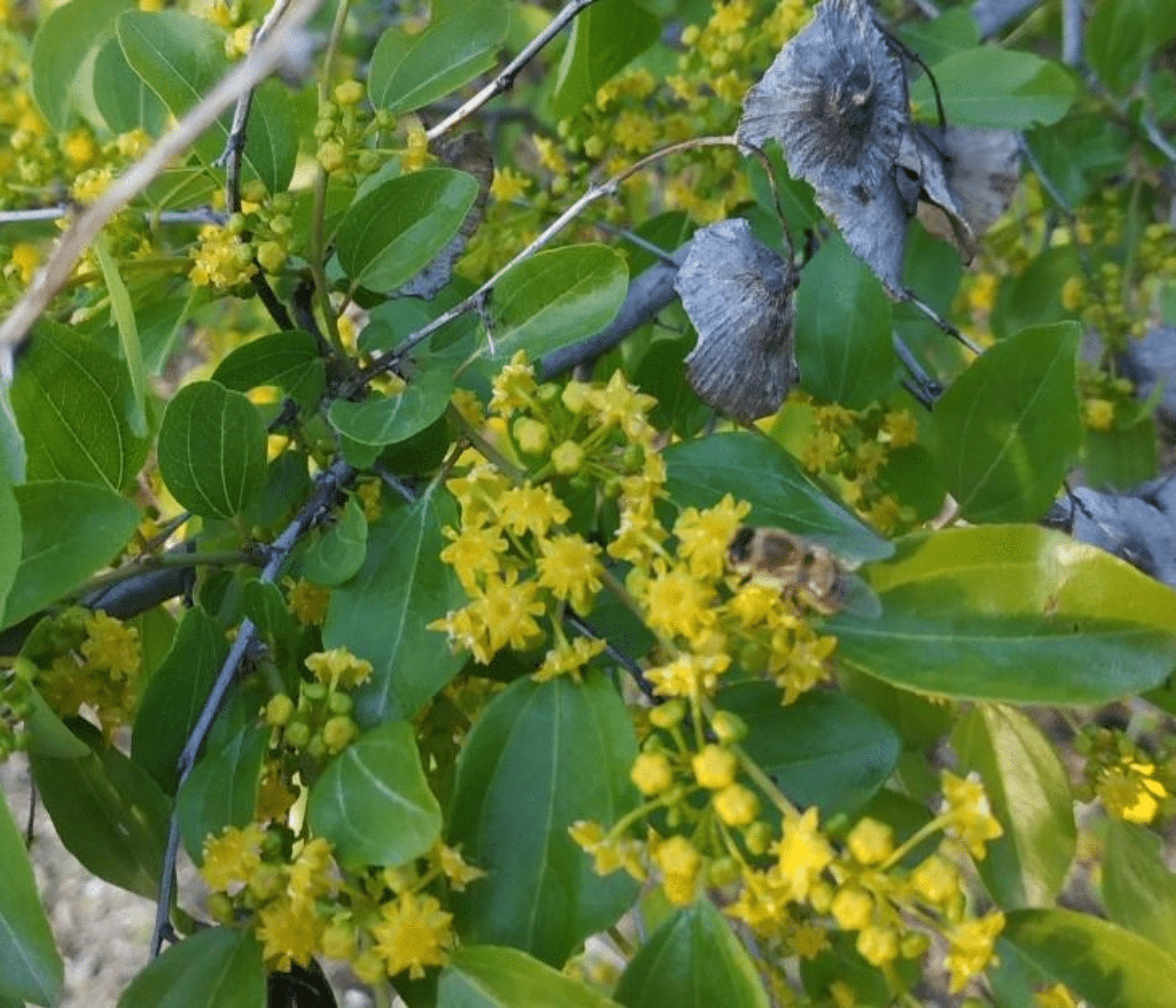 Close-up of a green plant with yellow flowers and a bee in a natural setting