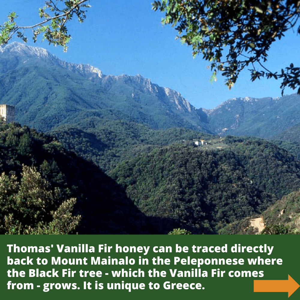 Mount Mainalo in Greece with black fir trees in foreground