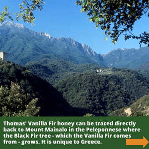 Mount Mainalo in Greece with black fir trees in foreground